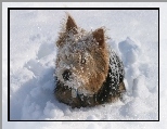 Norwich terrier, �nieg